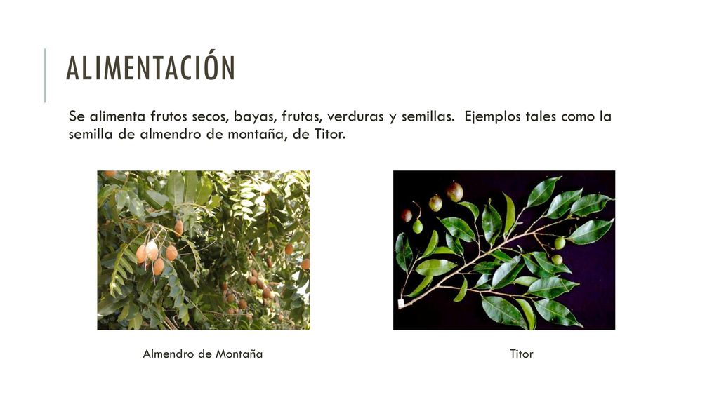 ALIMENTACIÓN Se alimenta frutos secos, bayas, frutas, verduras y semillas. Ejemplos tales como la semilla de almendro de montaña, de Titor.