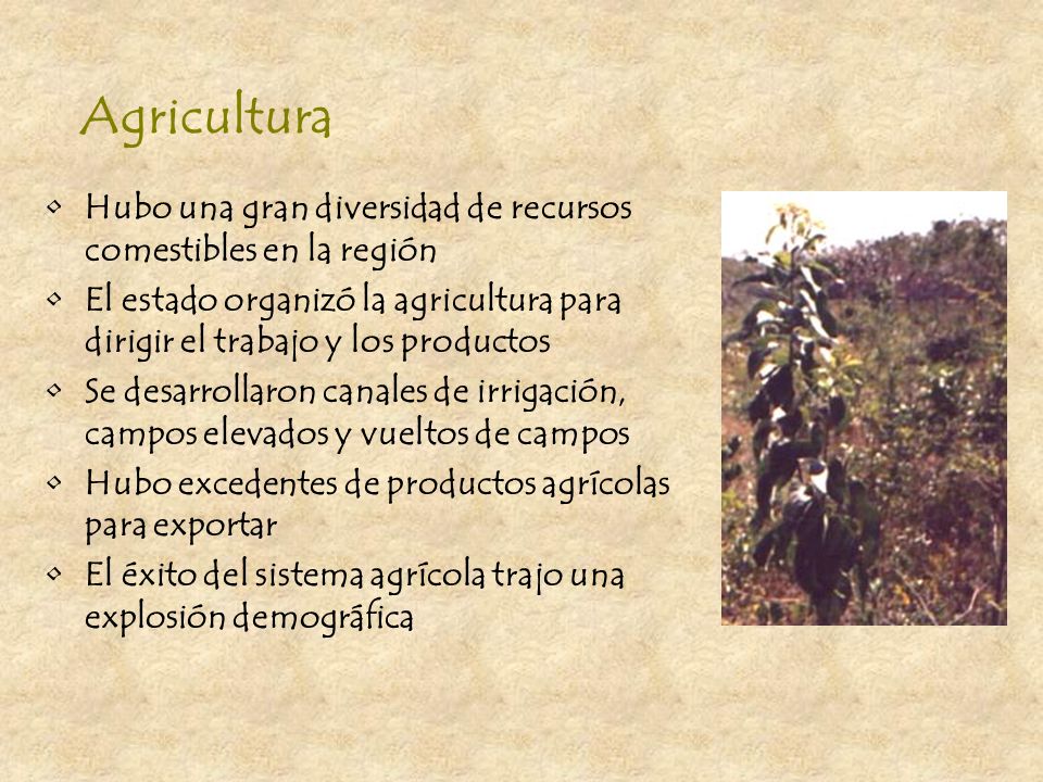 Agricultura Hubo una gran diversidad de recursos comestibles en la región. El estado organizó la agricultura para dirigir el trabajo y los productos.