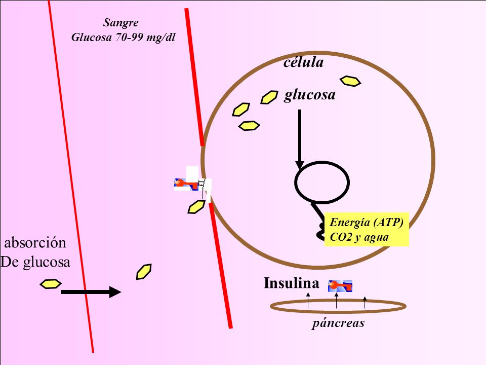 célula glucosa absorción De glucosa Insulina páncreas Sangre