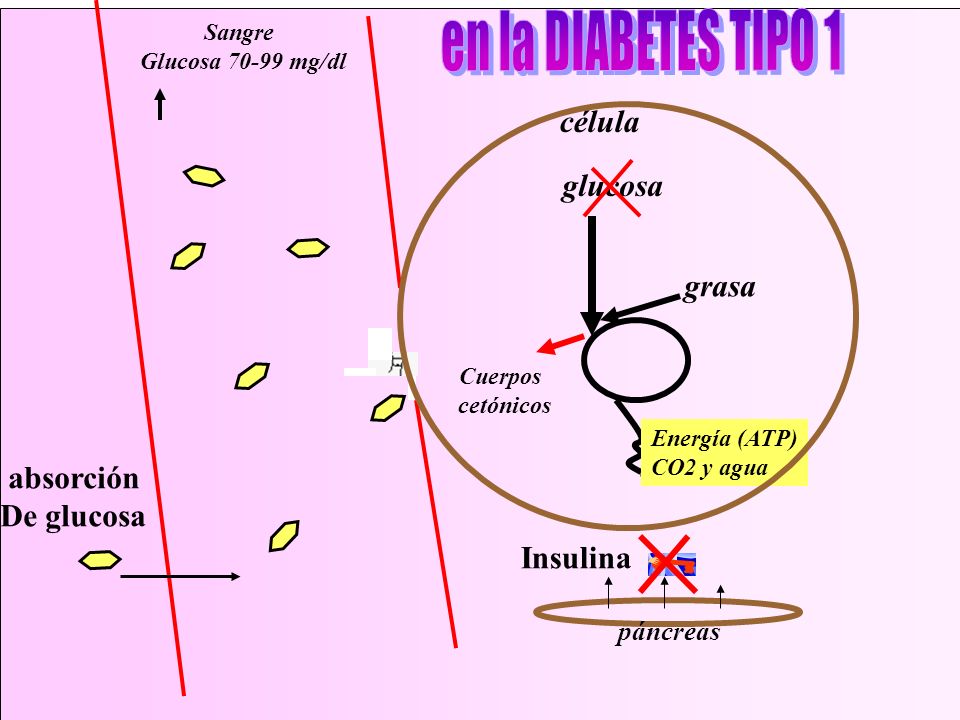 en la DIABETES TIPO 1 célula glucosa grasa absorción De glucosa