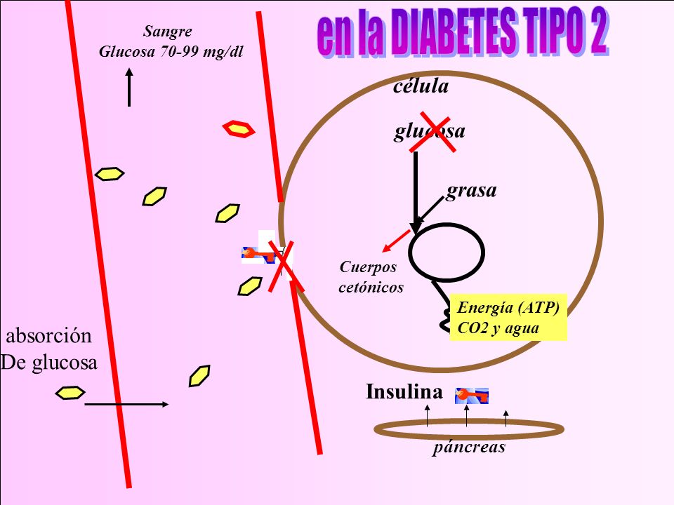 en la DIABETES TIPO 2 célula glucosa grasa absorción De glucosa