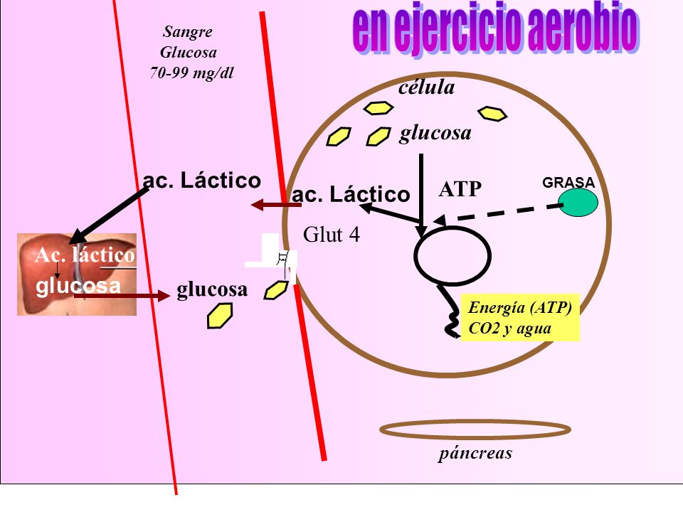 en ejercicio aerobio célula glucosa ac. Láctico ATP ac. Láctico Glut 4