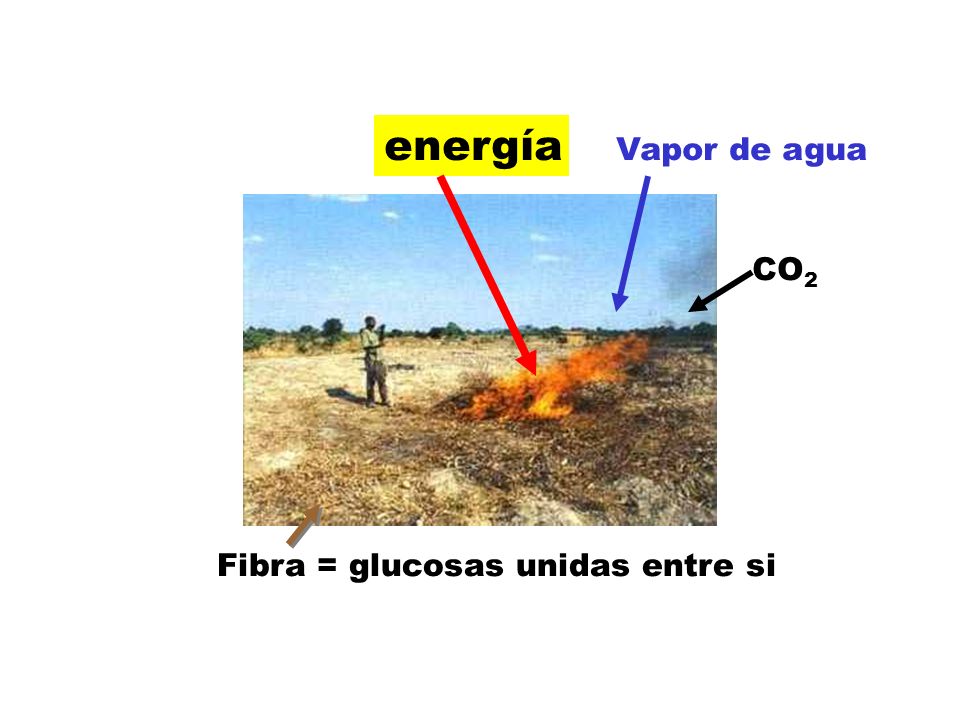 energía Vapor de agua CO2 Fibra = glucosas unidas entre si