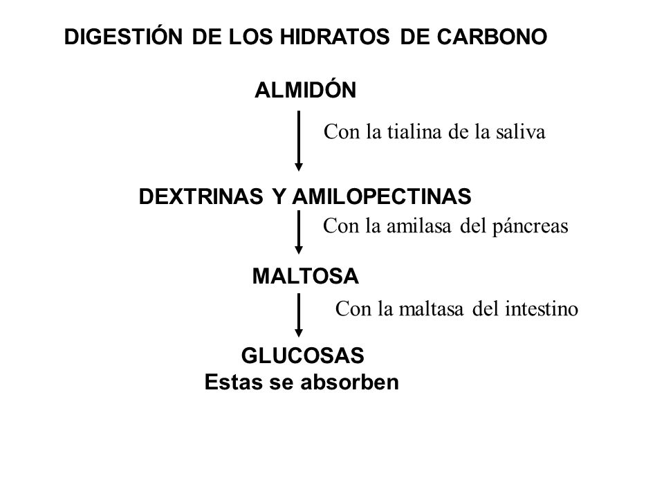 DIGESTIÓN DE LOS HIDRATOS DE CARBONO DEXTRINAS Y AMILOPECTINAS