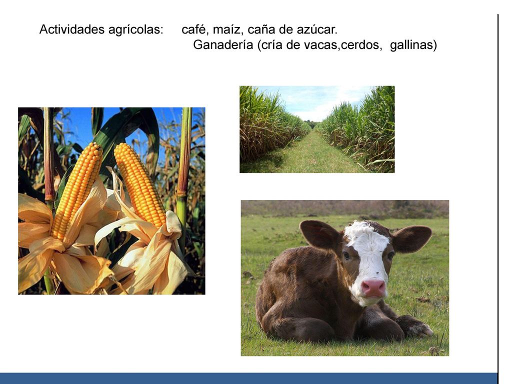 ¿Qué pasa aquí Actividades agrícolas: café, maíz, caña de azúcar.