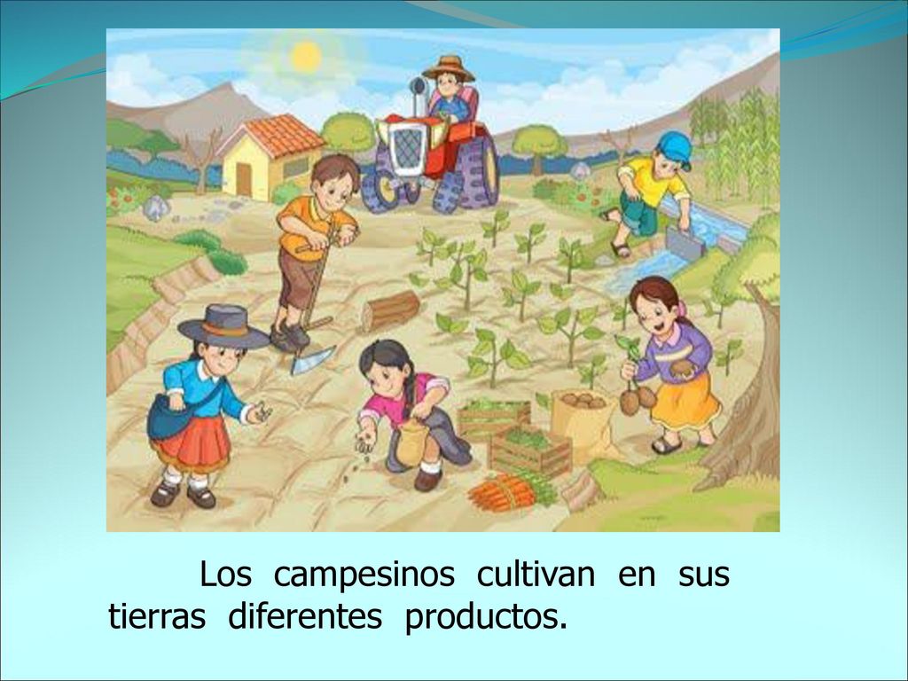 Los campesinos cultivan en sus tierras diferentes productos.