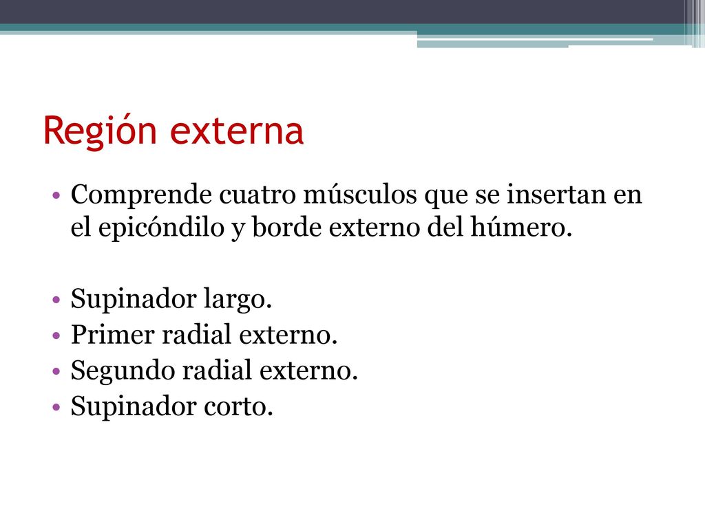Región externa Comprende cuatro músculos que se insertan en el epicóndilo y borde externo del húmero.