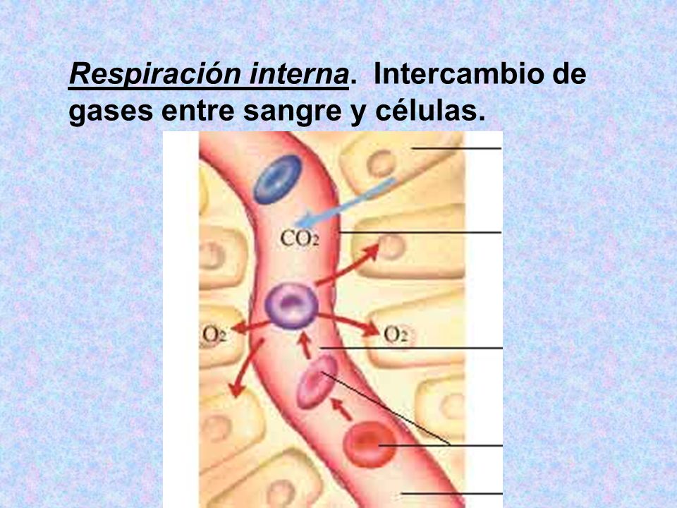 Respiración interna. Intercambio de gases entre sangre y células.