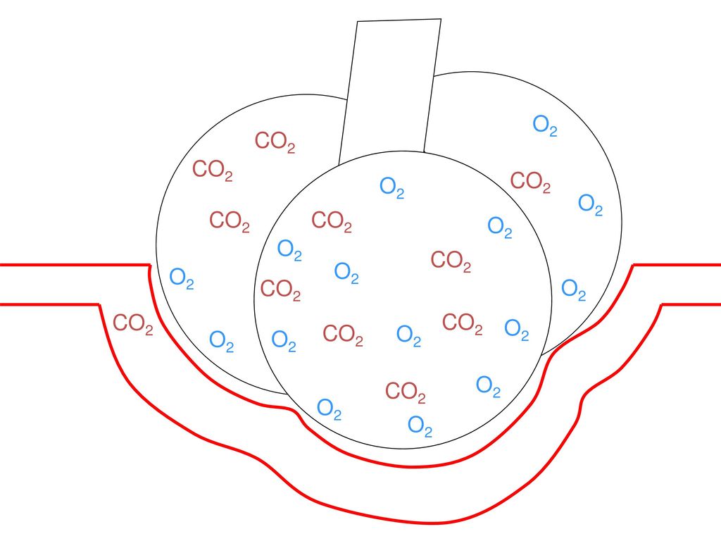 O2 CO2 CO2 CO2 O2 O2 CO2 CO2 O2 O2 CO2 O2 O2 CO2 O2 CO2 CO2 O2 CO2 O2 O2 O2 O2 CO2 O2 O2