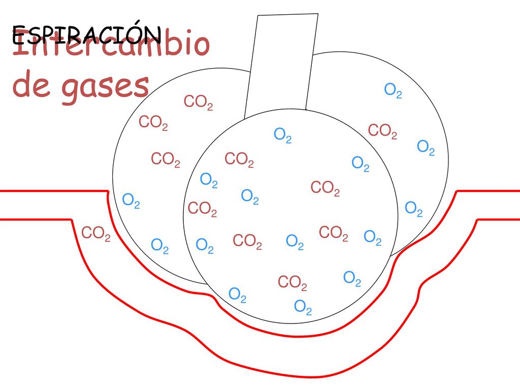 Intercambio de gases ESPIRACIÓN O2 CO2 CO2 CO2 O2 O2 CO2 CO2 O2 O2 CO2
