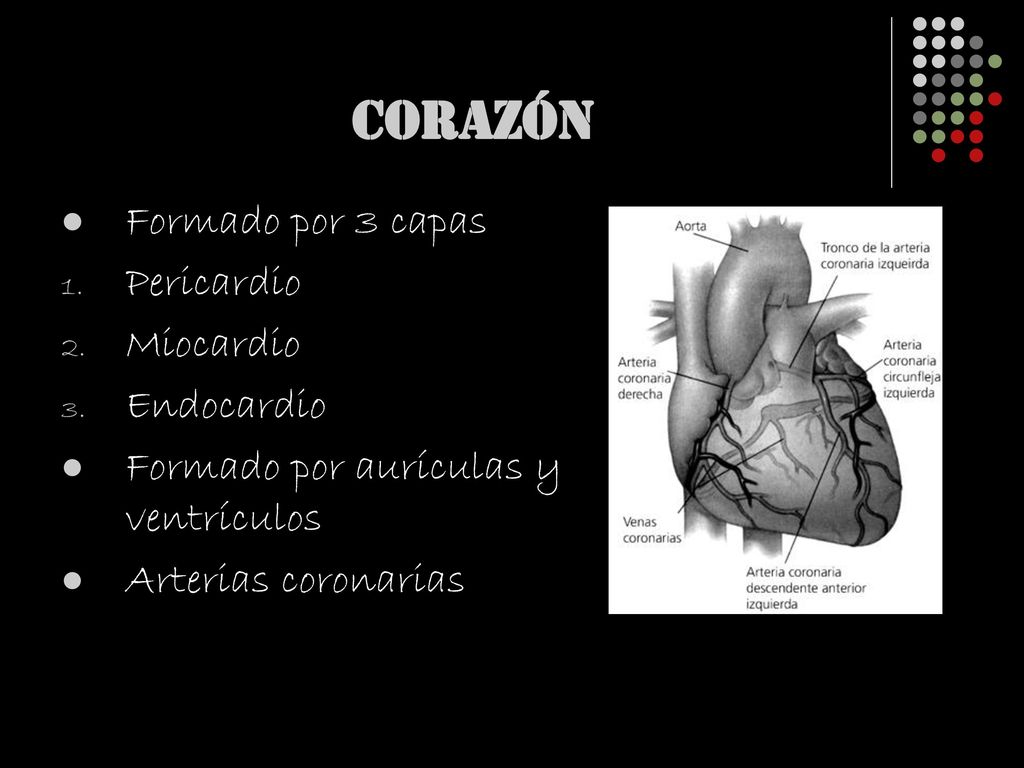 CORAZÓN Formado por 3 capas Pericardio Miocardio Endocardio