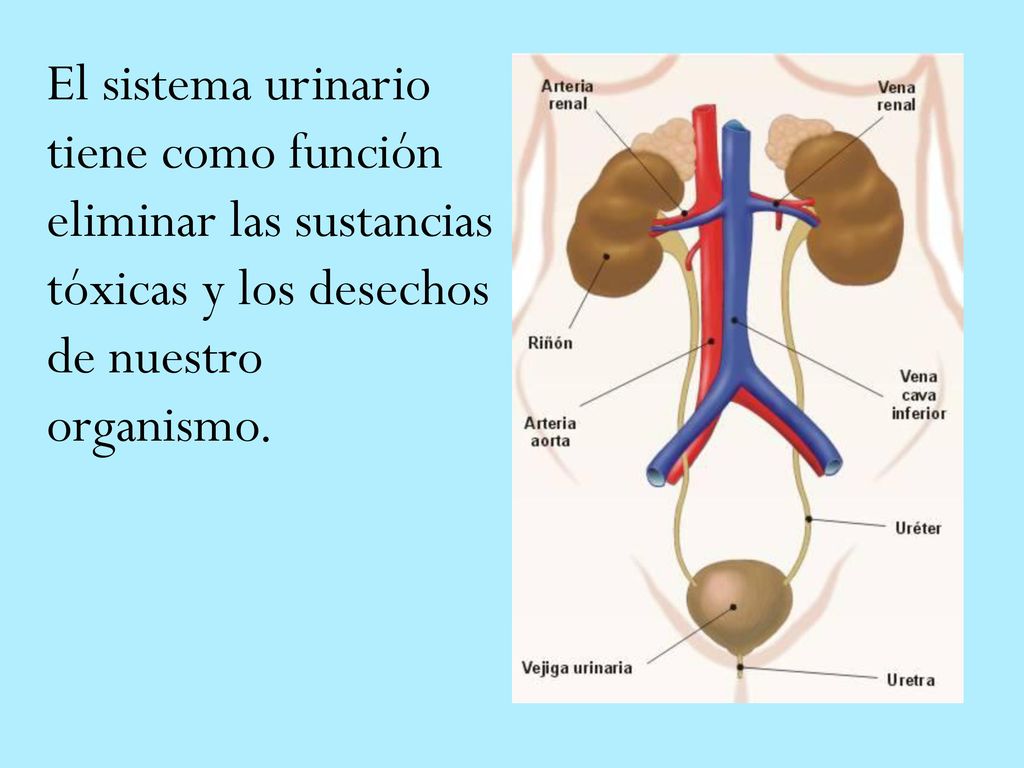El sistema urinario tiene como función eliminar las sustancias tóxicas y los desechos de nuestro organismo.