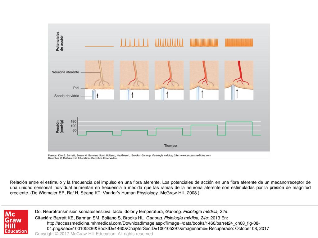 Relación entre el estímulo y la frecuencia del impulso en una fibra aferente. Los potenciales de acción en una fibra aferente de un mecanorreceptor de una unidad sensorial individual aumentan en frecuencia a medida que las ramas de la neurona aferente son estimuladas por la presión de magnitud creciente. (De Widmaier EP, Raf H, Strang KT: Vander’s Human Physiology. McGraw-Hill, 2008.)