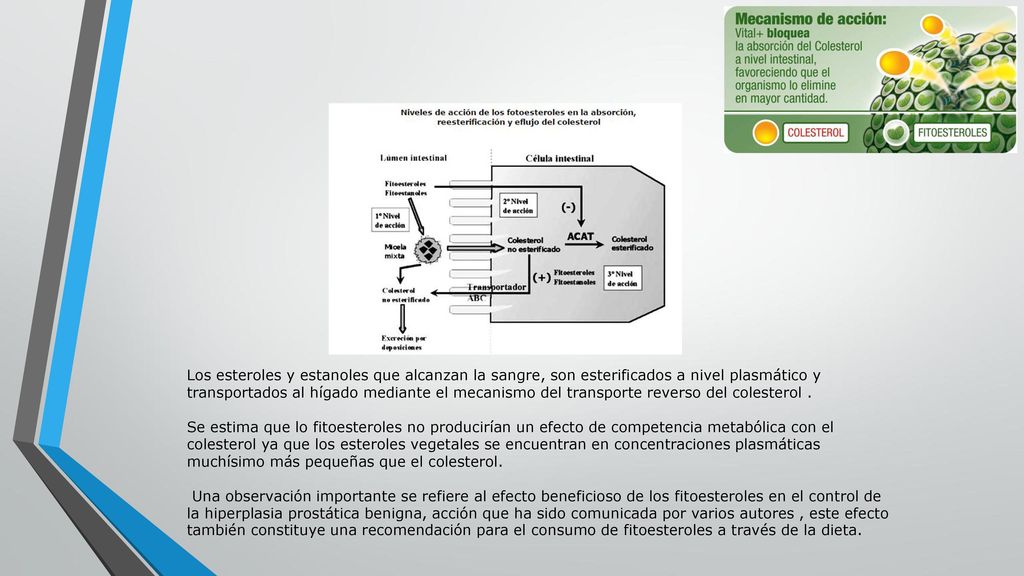 Los esteroles y estanoles que alcanzan la sangre, son esterificados a nivel plasmático y transportados al hígado mediante el mecanismo del transporte reverso del colesterol .