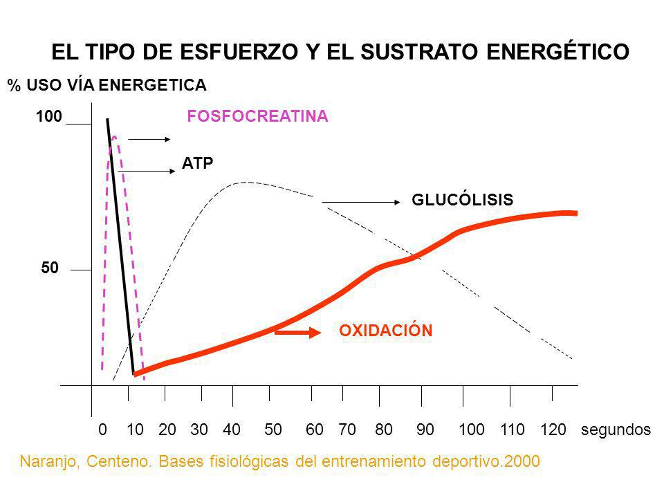 EL TIPO DE ESFUERZO Y EL SUSTRATO ENERGÉTICO