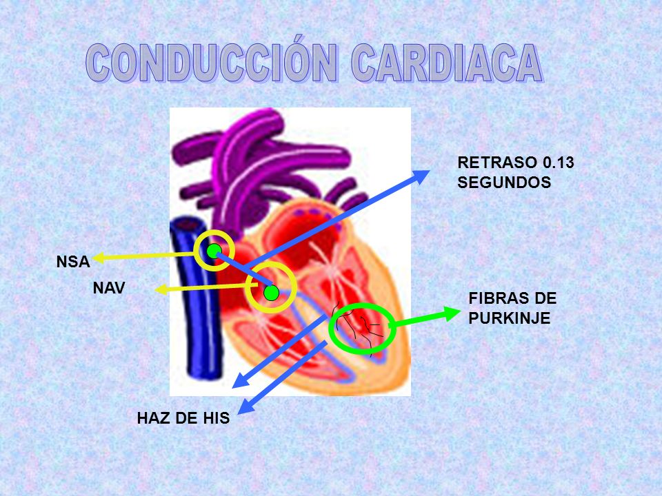 CONDUCCIÓN CARDIACA RETRASO 0.13 SEGUNDOS NSA NAV FIBRAS DE PURKINJE