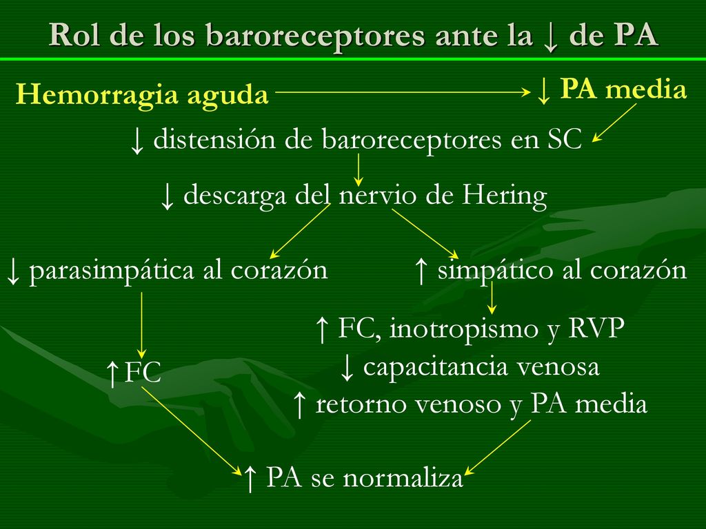 Rol de los baroreceptores ante la ↓ de PA