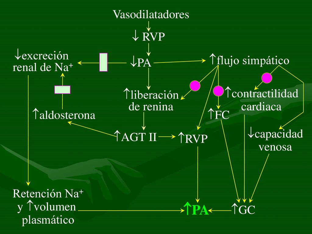 PA Vasodilatadores  RVP excreción renal de Na+ flujo simpático PA