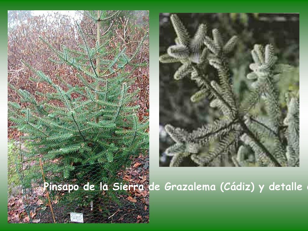 Pinsapo de la Sierra de Grazalema (Cádiz) y detalle de sus extrañas hojas.