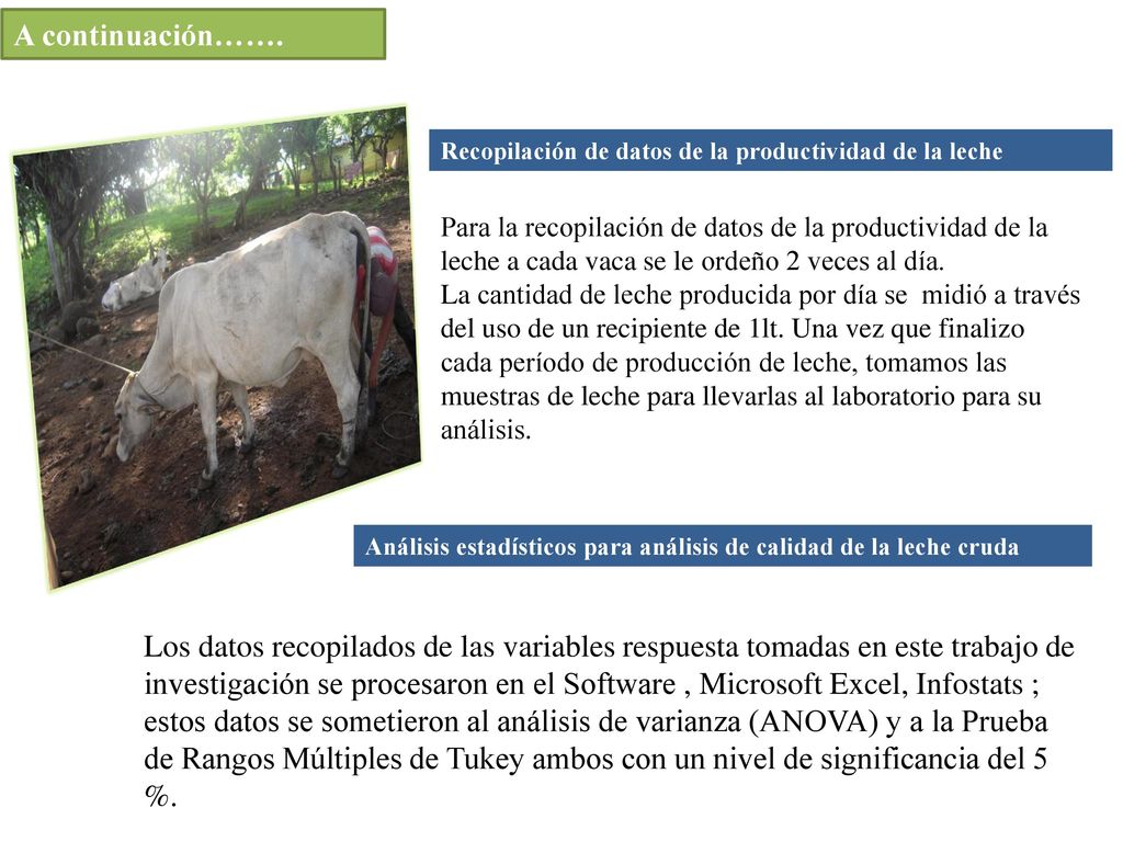 A continuación……. Recopilación de datos de la productividad de la leche.