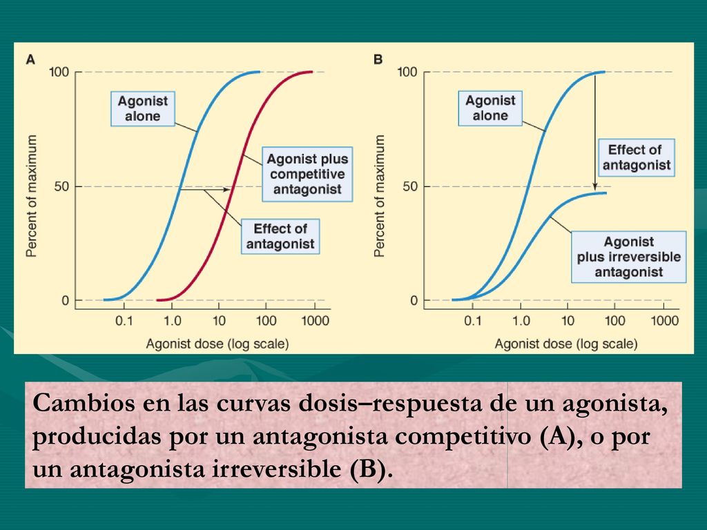 Cambios en las curvas dosis–respuesta de un agonista, producidas por un antagonista competitivo (A), o por un antagonista irreversible (B).