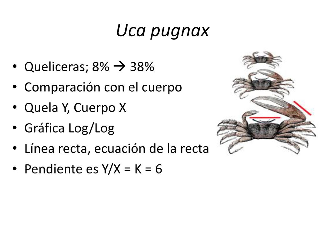 Uca pugnax Queliceras; 8%  38% Comparación con el cuerpo