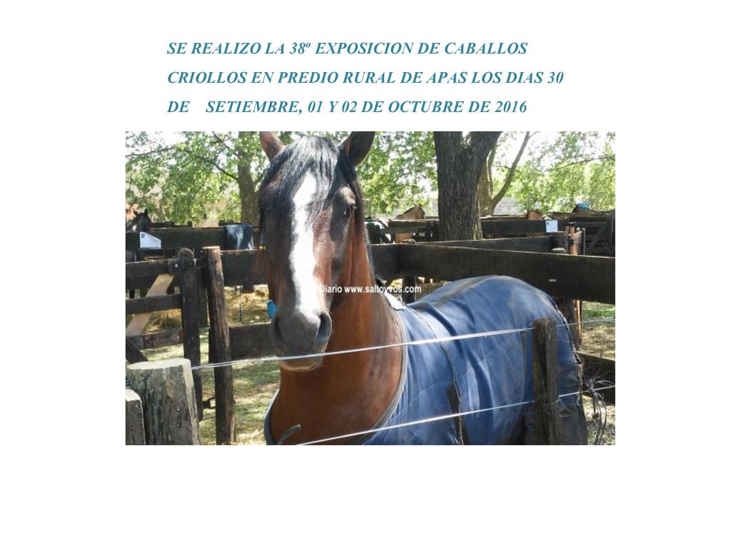 SE REALIZO LA 38º EXPOSICION DE CABALLOS CRIOLLOS EN PREDIO RURAL DE APAS LOS DIAS 30 DE SETIEMBRE, 01 Y 02 DE OCTUBRE DE 2016