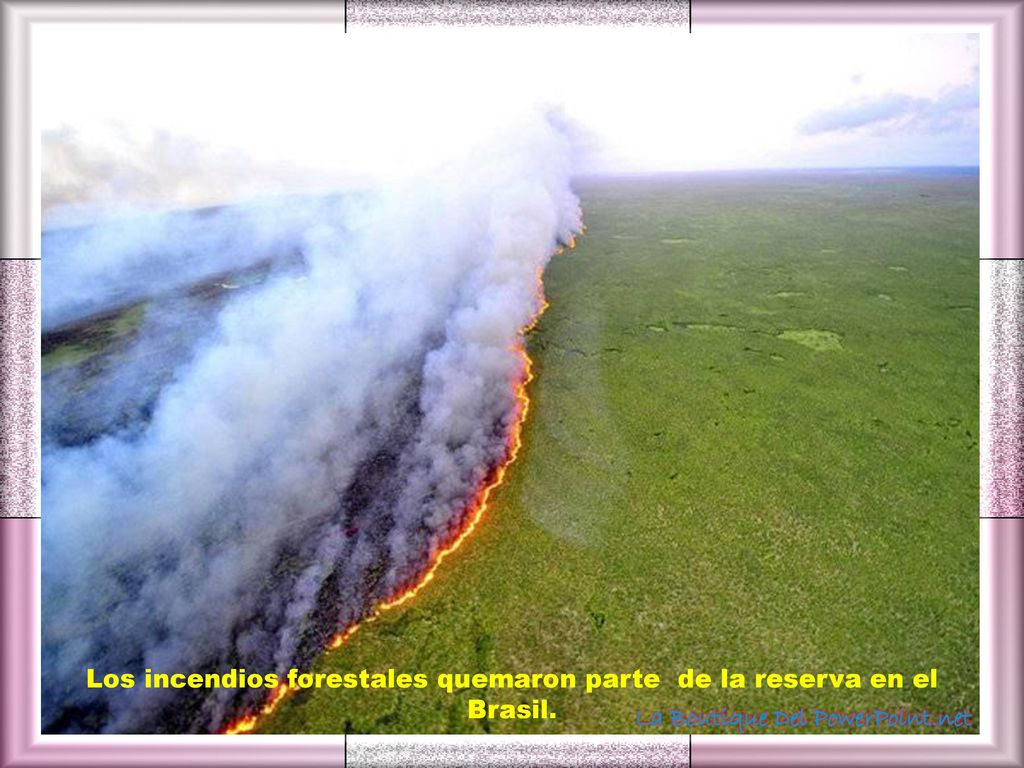 Los incendios forestales quemaron parte de la reserva en el Brasil.