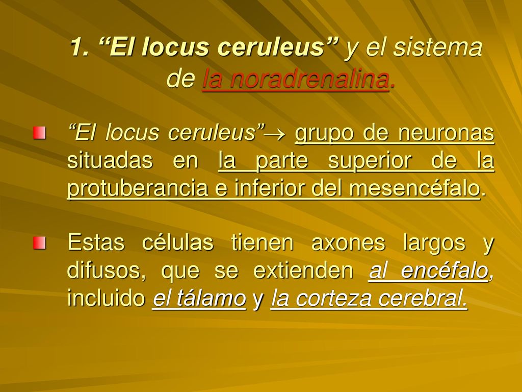 1. El locus ceruleus y el sistema de la noradrenalina.