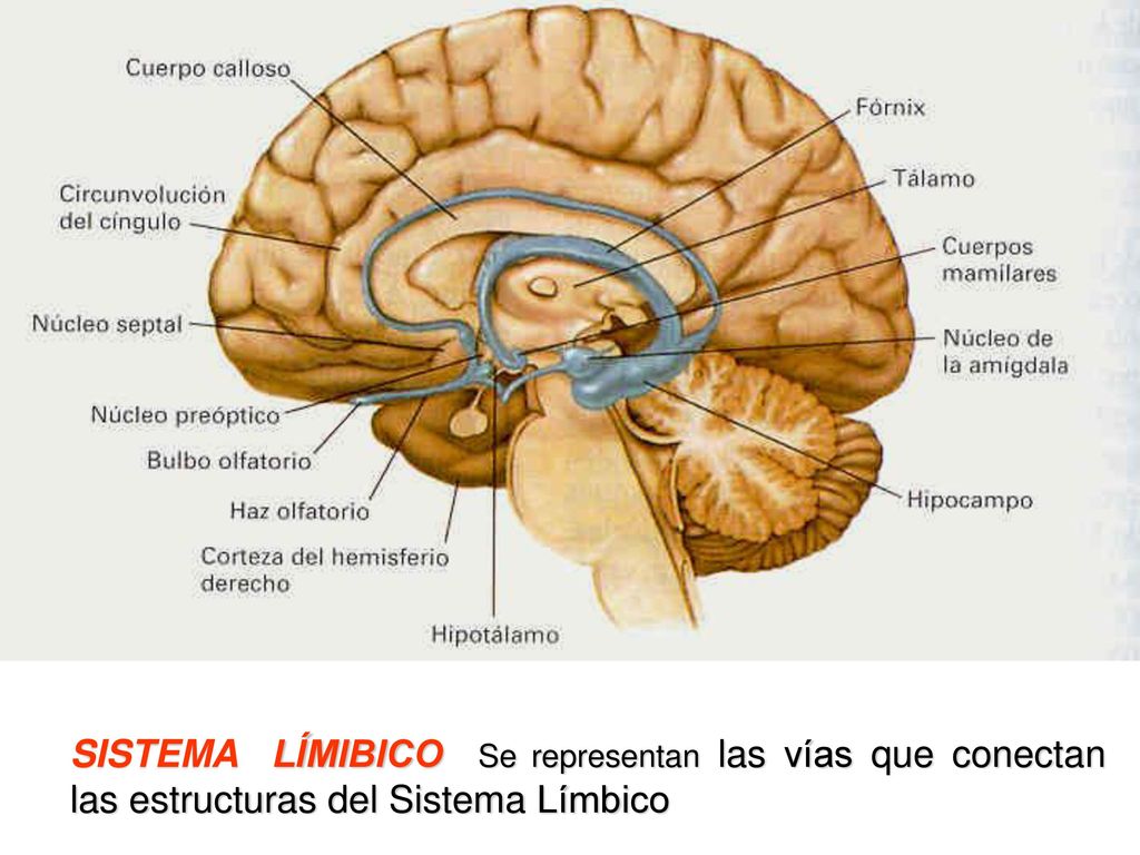 SISTEMA LÍMIBICO Se representan las vías que conectan las estructuras del Sistema Límbico