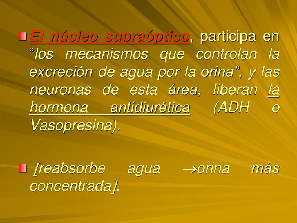 El núcleo supraóptico, participa en los mecanismos que controlan la excreción de agua por la orina , y las neuronas de esta área, liberan la hormona antidiurética (ADH o Vasopresina).