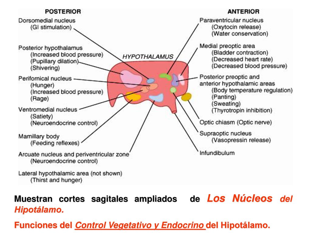Muestran cortes sagitales ampliados de Los Núcleos del Hipotálamo.