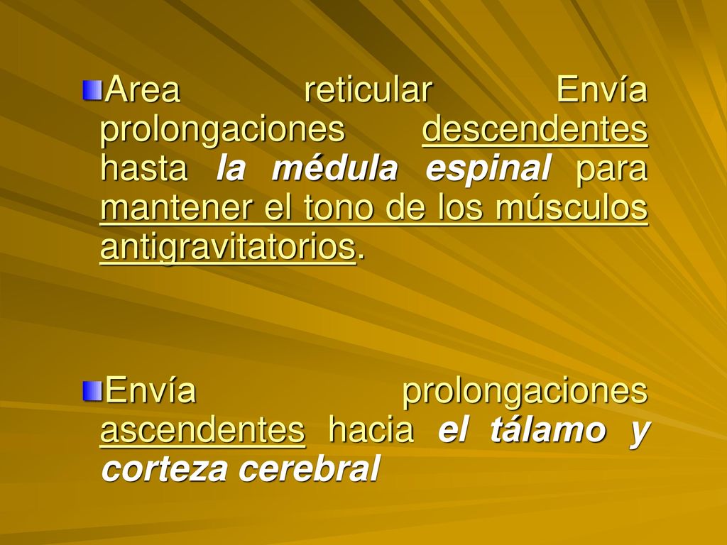 Area reticular Envía prolongaciones descendentes hasta la médula espinal para mantener el tono de los músculos antigravitatorios.