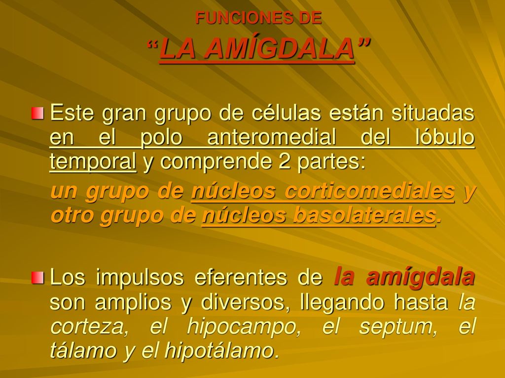 FUNCIONES DE LA AMÍGDALA Este gran grupo de células están situadas en el polo anteromedial del lóbulo temporal y comprende 2 partes: