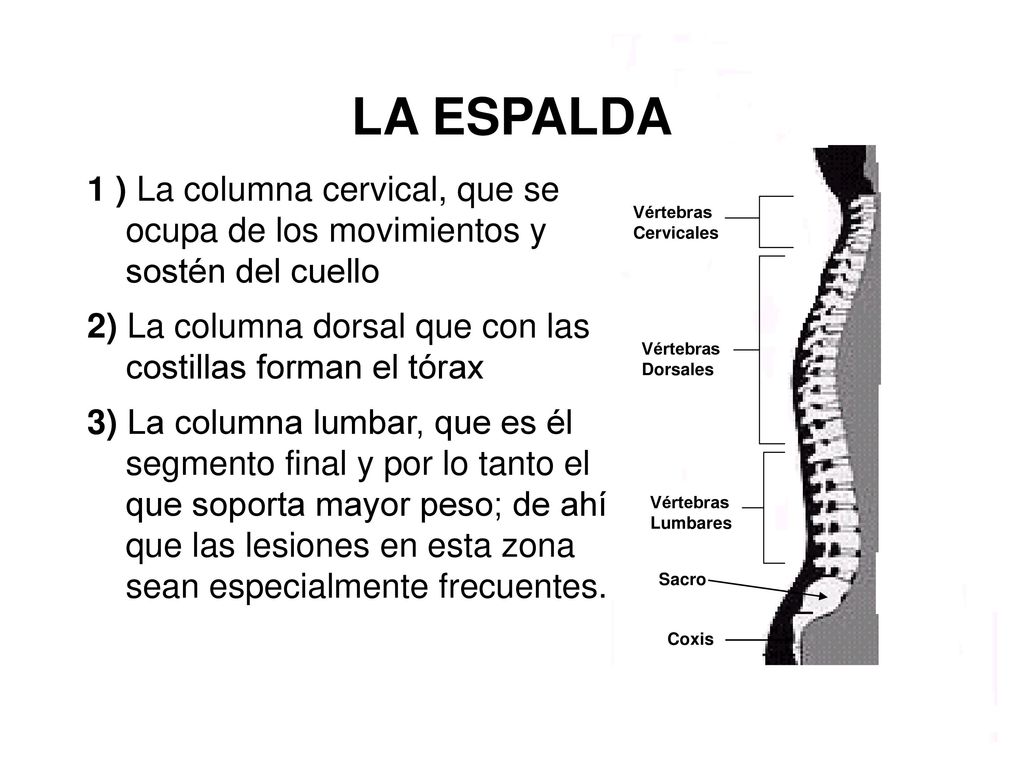 LA ESPALDA 1 ) La columna cervical, que se ocupa de los movimientos y sostén del cuello.