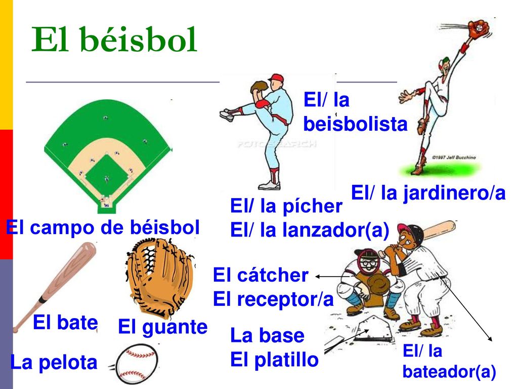 El béisbol El/ la beisbolista El/ la jardinero/a El/ la pícher