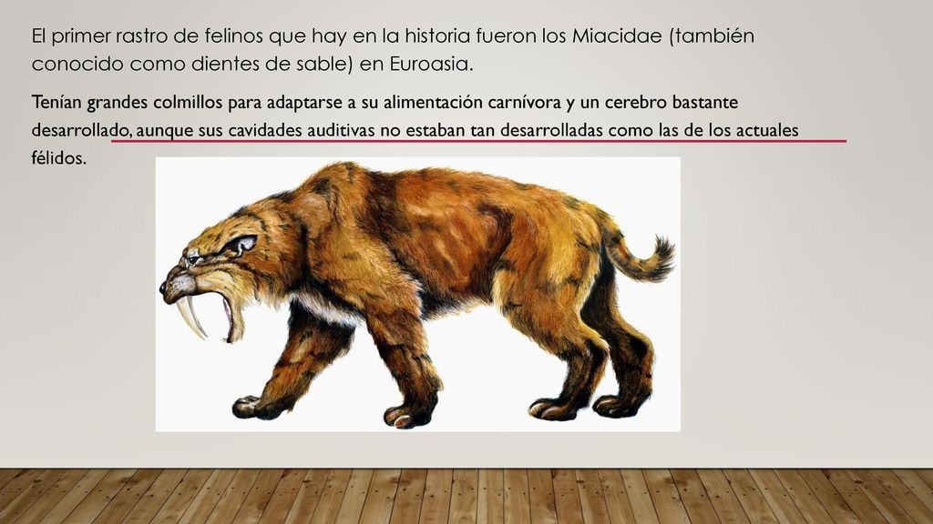 El primer rastro de felinos que hay en la historia fueron los Miacidae (también conocido como dientes de sable) en Euroasia.