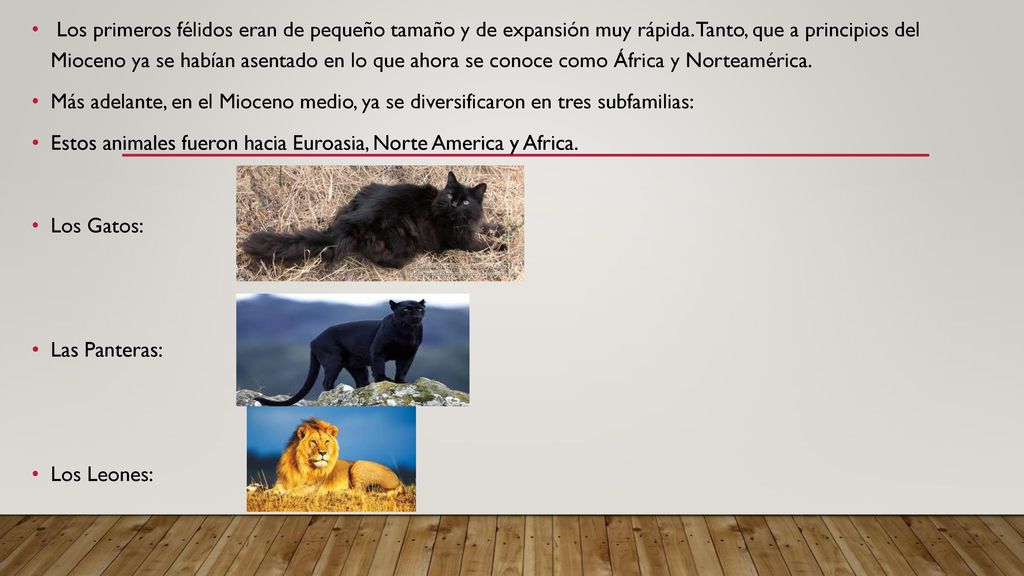 Los primeros félidos eran de pequeño tamaño y de expansión muy rápida
