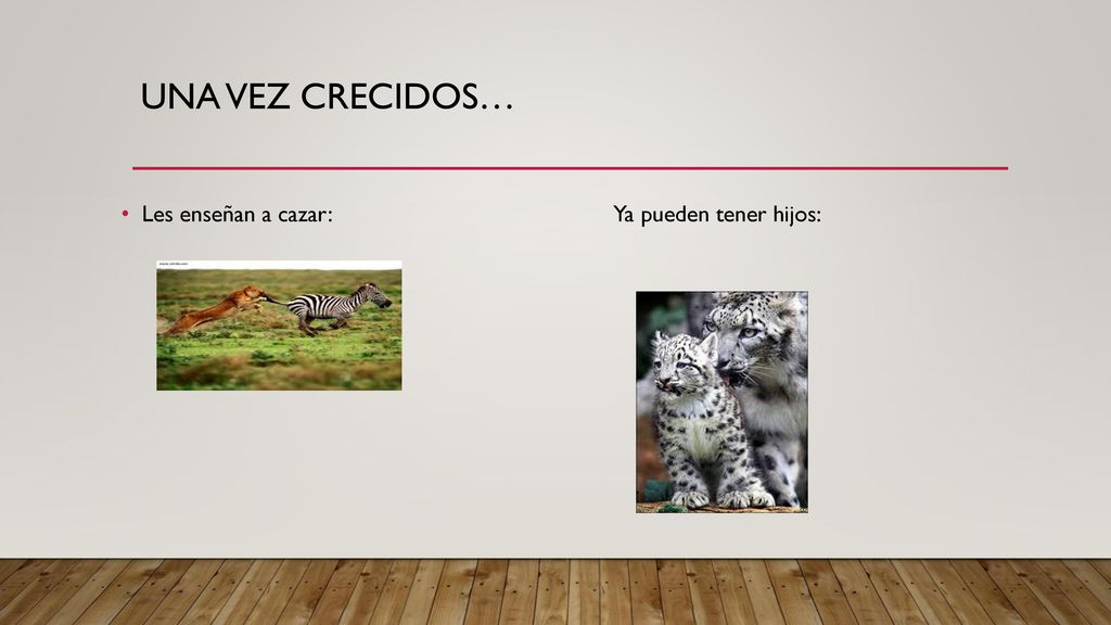 Una vez crecidos… Les enseñan a cazar: Ya pueden tener hijos: