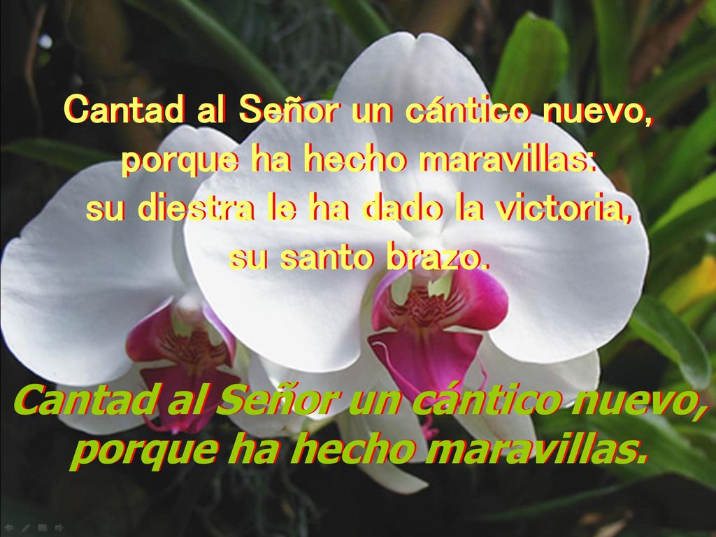 Cantad al Señor un cántico nuevo, porque ha hecho maravillas: