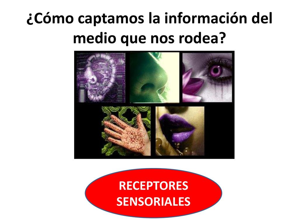 ¿Cómo captamos la información del medio que nos rodea