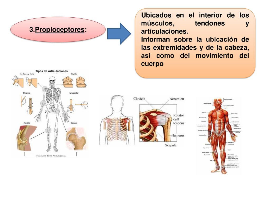 Ubicados en el interior de los músculos, tendones y articulaciones.