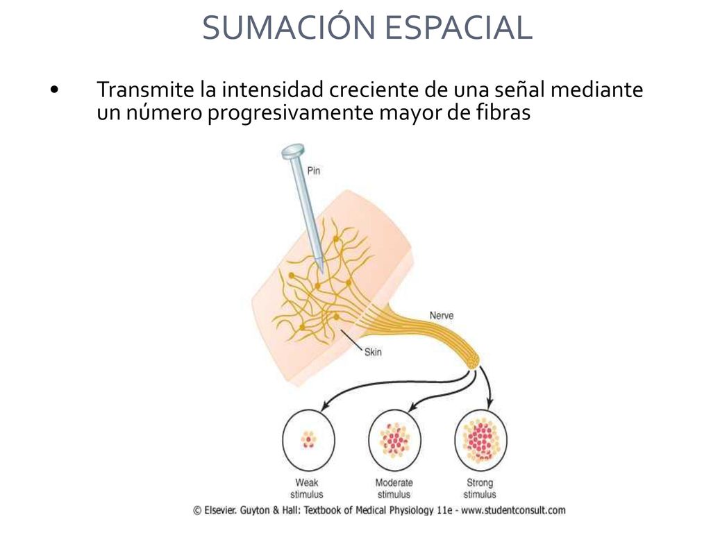SUMACIÓN ESPACIAL Transmite la intensidad creciente de una señal mediante un número progresivamente mayor de fibras.