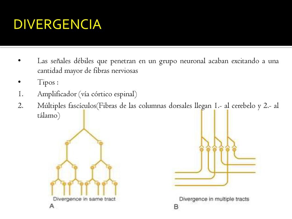 DIVERGENCIA Las señales débiles que penetran en un grupo neuronal acaban excitando a una cantidad mayor de fibras nerviosas.