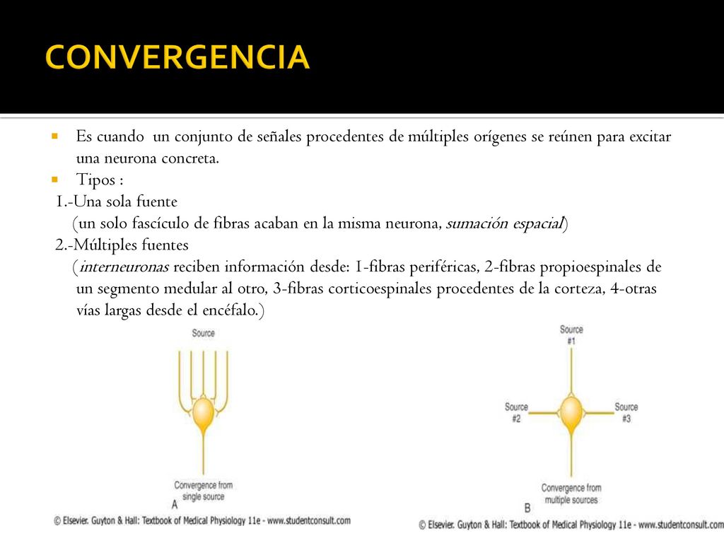 CONVERGENCIA Es cuando un conjunto de señales procedentes de múltiples orígenes se reúnen para excitar una neurona concreta.