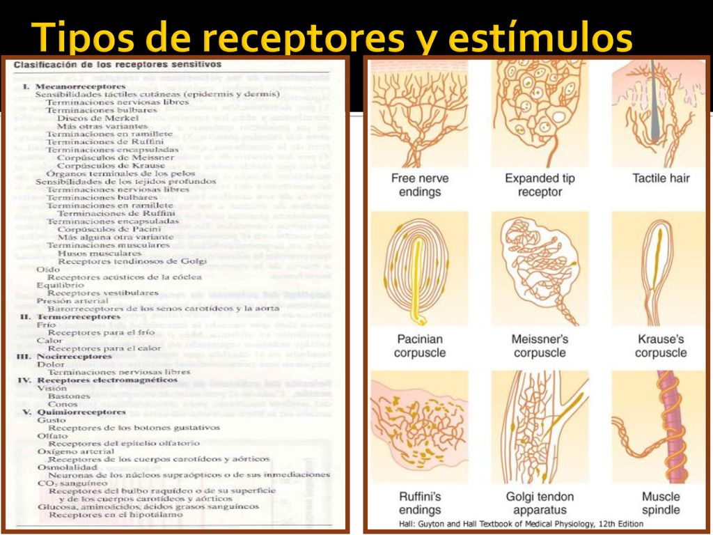Tipos de receptores y estímulos