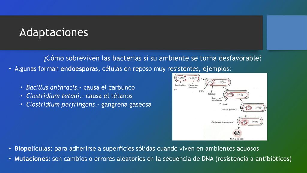 ¿Cómo sobreviven las bacterias si su ambiente se torna desfavorable