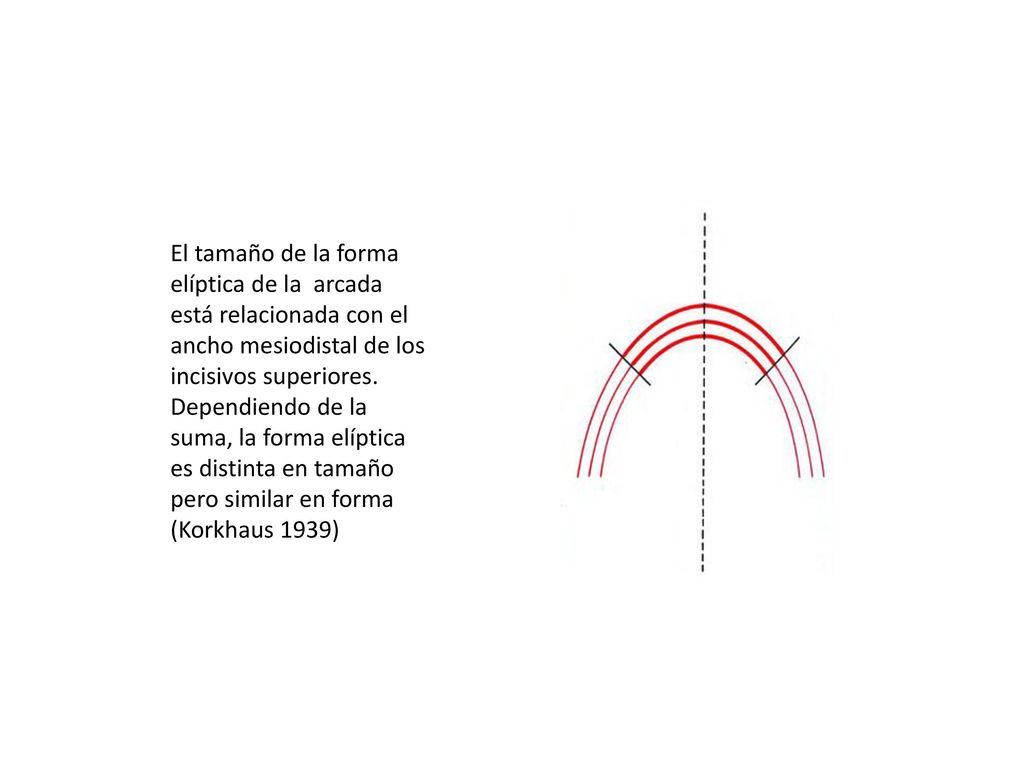 El tamaño de la forma elíptica de la arcada está relacionada con el ancho mesiodistal de los incisivos superiores.