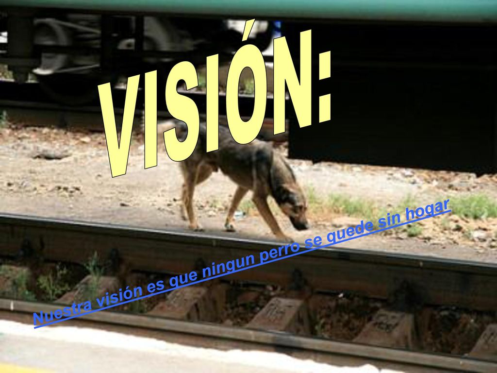 VISIÓN: Nuestra visión es que ningun perro se quede sin hogar