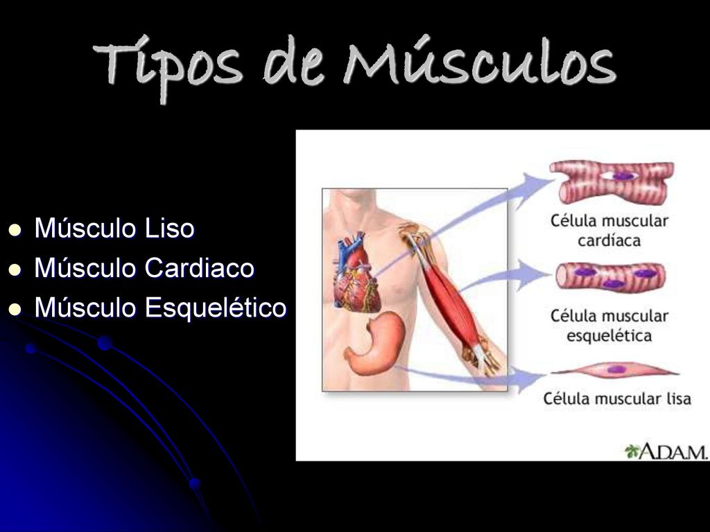 Tipos de Músculos Músculo Liso Músculo Cardiaco Músculo Esquelético